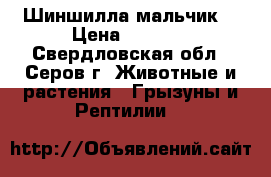 Шиншилла мальчик  › Цена ­ 3 000 - Свердловская обл., Серов г. Животные и растения » Грызуны и Рептилии   